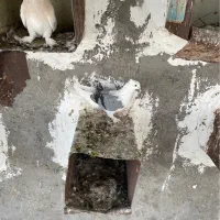 دوکت گره