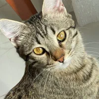 واگذاری گربه