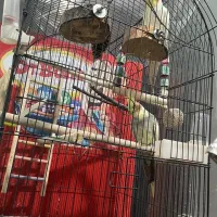 یک جفت عروس هلندی همراه با تمام وسایل