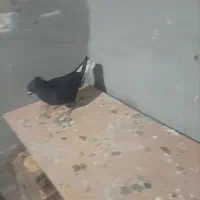 کبوتر بهبانی