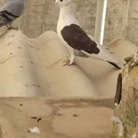 کفتر کاکلی نوک‌ریز|پرنده|گلستان (تهران), |دیوار