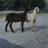 بره نر  جنس طلا