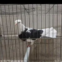 کبوتر۰۰۰ کفتر ۰۰۰ پرنده