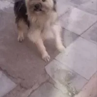 با سلام سگ فروشی شیزو نر قیمت 800 تومان