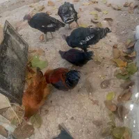 فروشی خروس 4عدد وار 2عدد 3عدد بوقلمون|حیوانات مزرعه|نورآباد, |دیوار