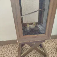 دوتا عروس هلندی باقفست چوبی خوشگل|پرنده|تربت‌حیدریه, منظر|دیوار