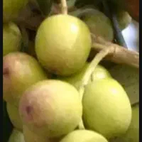 کارگر برای زیتون چیدن در منجیل