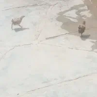 فروش ۵عدد جوجه محلی ۲ماهه