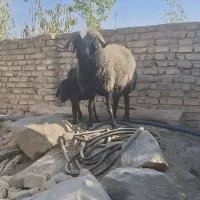 قوچ ۳ سال|حیوانات مزرعه|قزوین, |دیوار