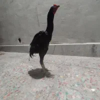 مرغ خروس