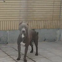 توله سگ|سگ|شهرضا, |دیوار