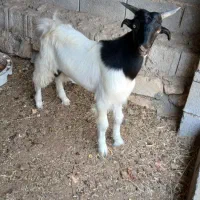 کهره نر