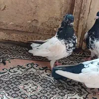 دوجفت کفتر جفتگاه پرشی بسیار درشت قلمدار|پرنده|قوچان, |دیوار