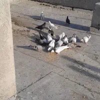تخم شاهی