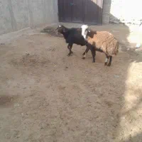 قورچ|حیوانات مزرعه|اسدآباد, |دیوار