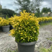 شمشاد طلایی وصال 33|گل و گیاه طبیعی|چابکسر, |دیوار