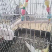 عروس هلندی مولد