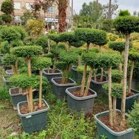 درختچه مورد پیوندی