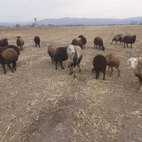 قوچ|حیوانات مزرعه|سیلاخور, |دیوار