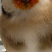 سهره جوجه برج ۲