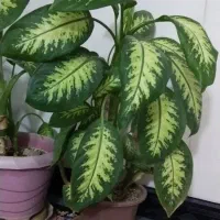 گل گیاه طبیعی