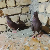کبوتر ذاغ