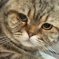 واگذاری گربه