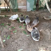 تعدادی غاز سالم