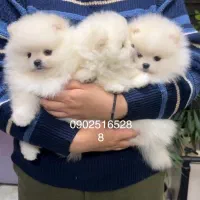 پرورش سگ پامر خرسی.پامرانین عروسکی بدون واسطه دلال|سگ|شیراز, فرهنگ شهر|دیوار