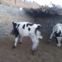 دوراس گوساله سیمینال