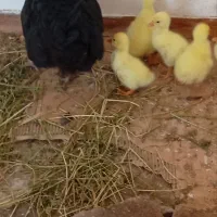 5عدد جوجه قوقاز