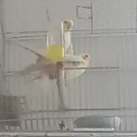 عروس هلندی مولد