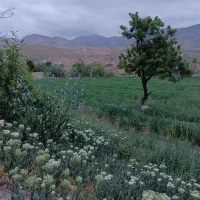 فروش و تهاتر ۴هکتار زمین باغی زراعی بومگردی و ...|فروش دفتر صنعتی، کشاورزی، تجاری|نوبران, |دیوار