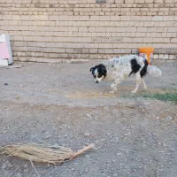 حیوان خانگی|سگ|ایرانشهر, |دیوار