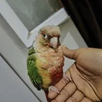 طوطی گرینچیک سخنگو