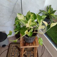 وام خانگی،معتبر،رسمی