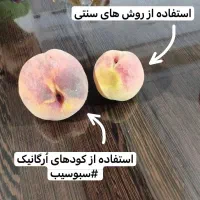 حل مسئله سرمازدگی و ریزش‌گل و میوه