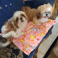 یک جفت سگ شیتزو ( نر و ماده )|سگ|فولادشهر, مسکن مهر فولادشهر|دیوار