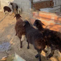 یک راس دوقلو بره ها نر و سه راس بره نر کردستانی ا|حیوانات مزرعه|آق قلا, |دیوار