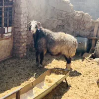 قوچ|حیوانات مزرعه|سیرجان, |دیوار
