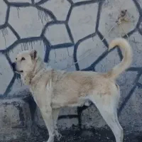 واگذاری سگ سراب درشت و نگهبان