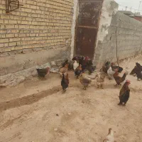 مرغ و خروس محلی دیلگونی