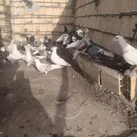 کبوتر رنگی