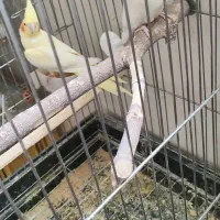 جفت عروس هلندی با جوجه|پرنده|ملایر, |دیوار