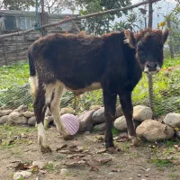 گوساله نر ورازا کوله هیکلی