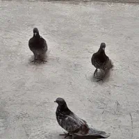 کفتر