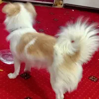 سگ معاوضه با لوازم موتور