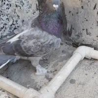 کبوتر|پرنده|لردگان, |دیوار