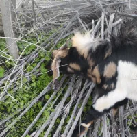 نری پاکستانی سرحال جنس خوب