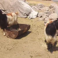 ددوبر|حیوانات مزرعه|اصفهان, سرشبادران|دیوار